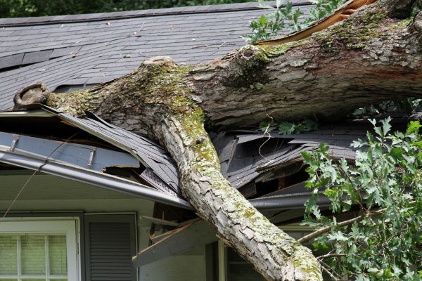 Cost of Storm Remediation in Rochester
